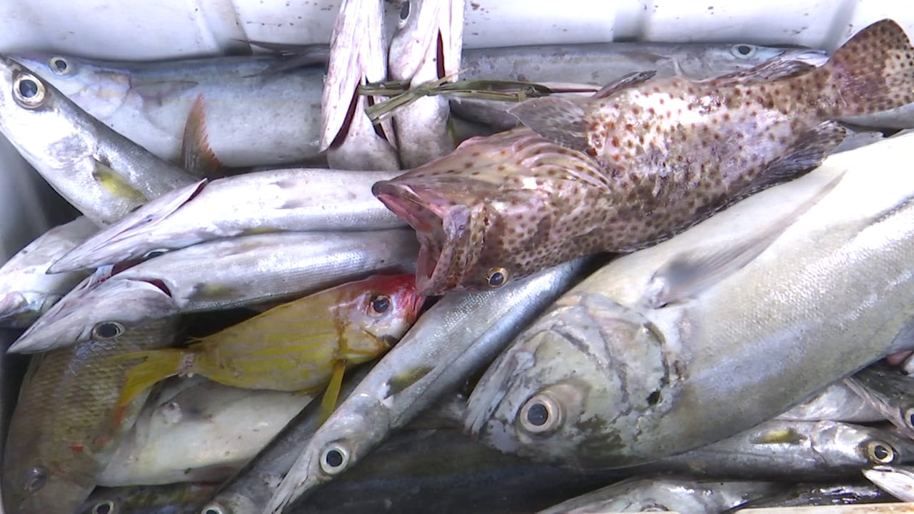 image Du poisson à gogo à Mohéli, mais risque de pénurie vers la fin du ramadan
