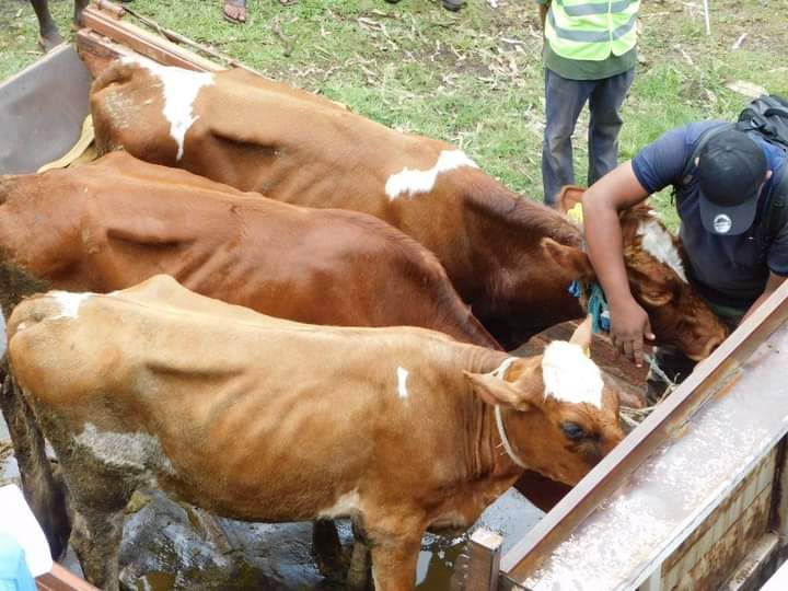 image Des bovins et des caprins remis au CRDE de Ouani à Anjouan