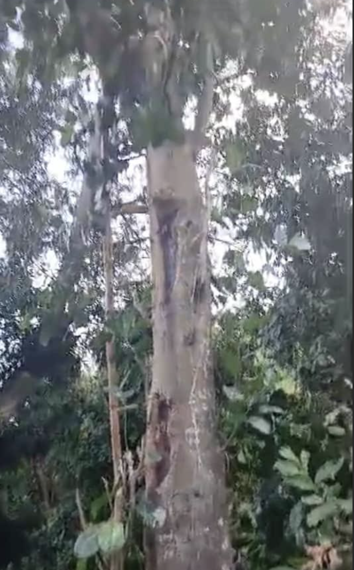 image Drame à Sambia: Un sexagénaire retrouvé mort au pied d’un jaquier