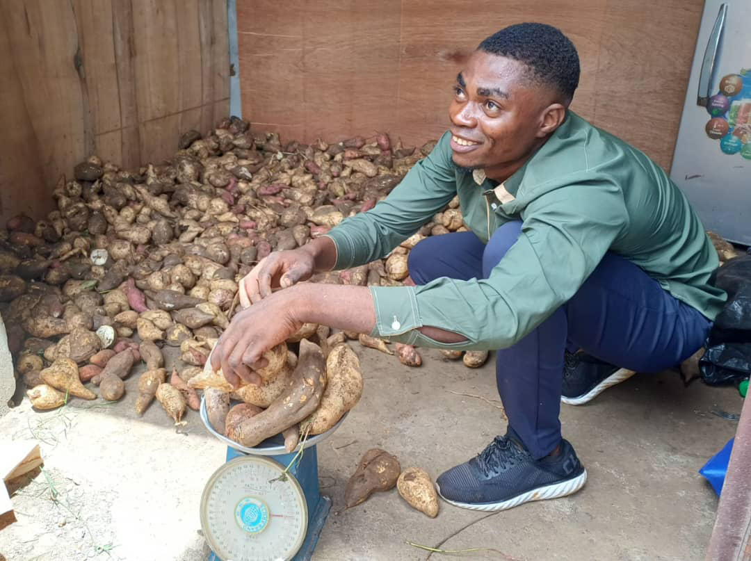 image Agriculture :  Bonovo récolte ses premières patates douces