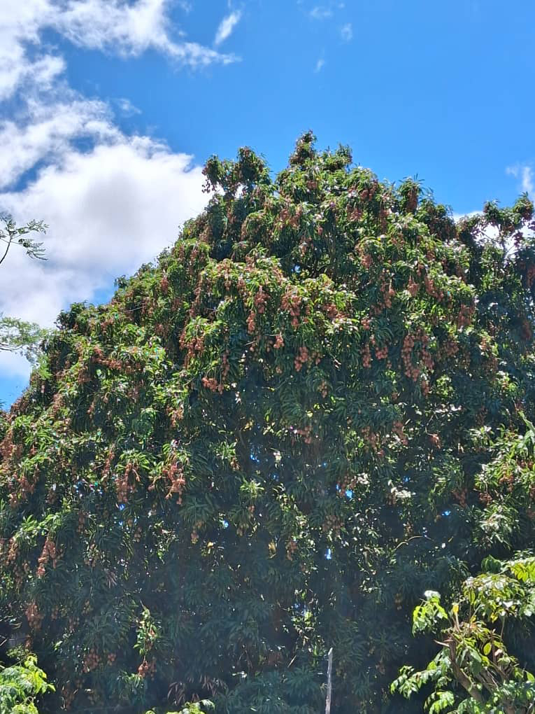 image Récolte de litchi : 