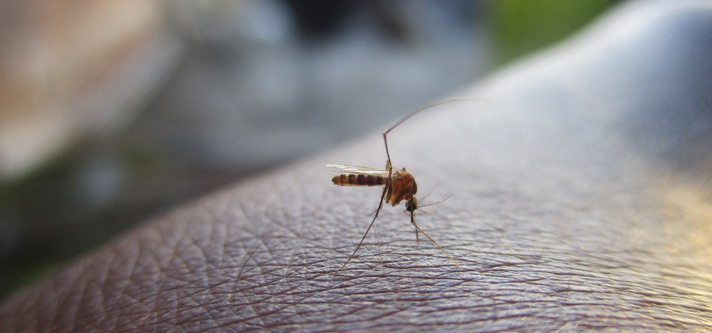 image 100 cas de dengue déjà enregistrés à Anjouan