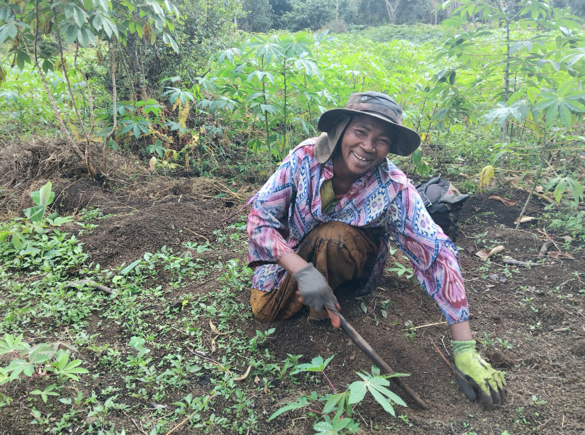 image Agriculture :  Riama Boina : « Le manioc, c'est notre épargne »