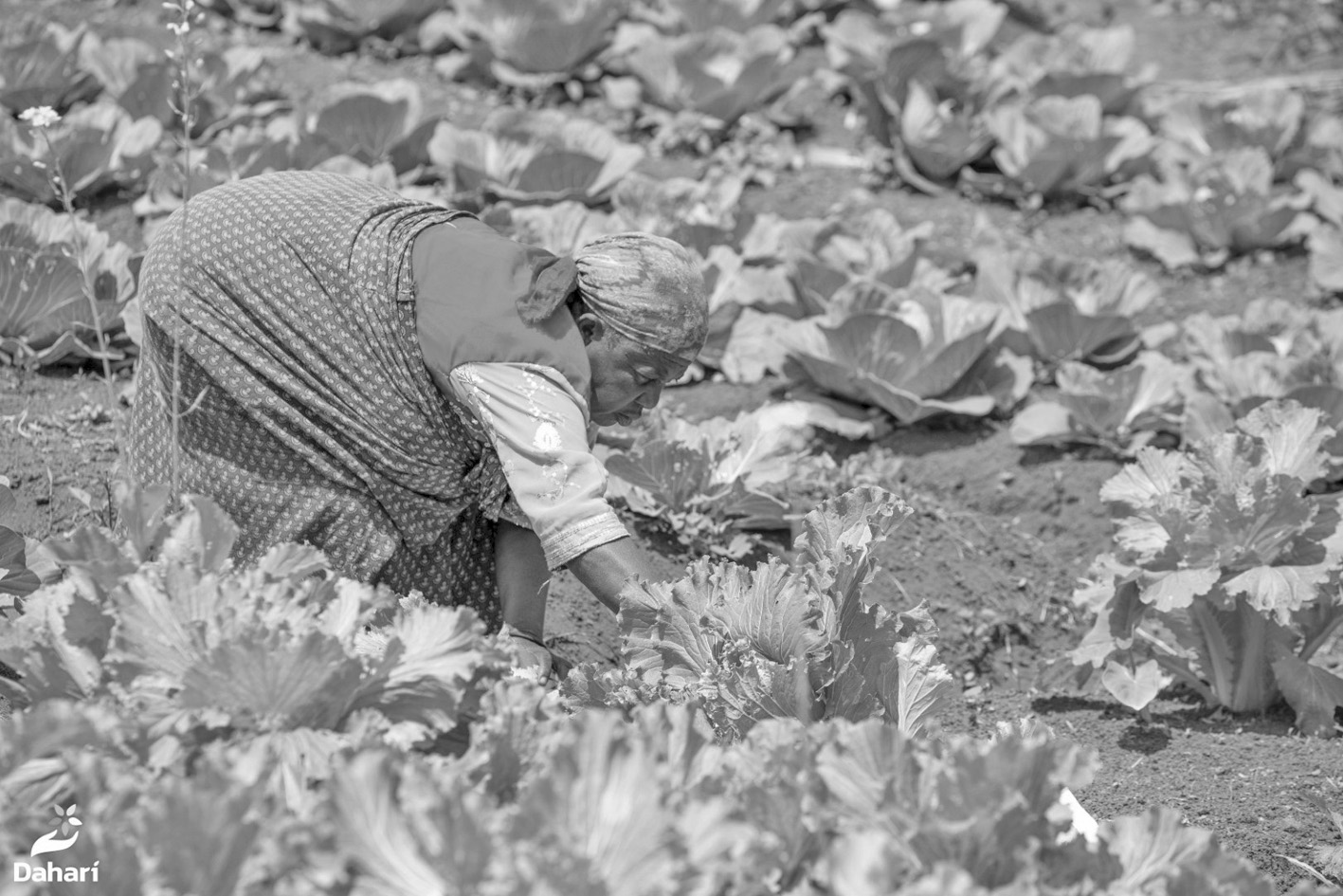 Écologie :  2025, une année riche pour Dahari