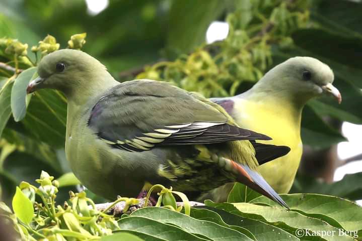 image L’oiseau Treron griveaudi endémique de Mohéli est menacé d’extinction