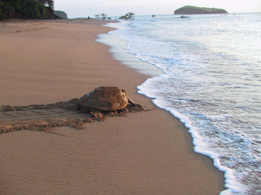 image Conférence des Nations Unies sur la biodiversité / Identifiera les opportunités pour les pays africains